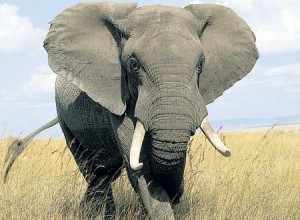 elephant-178574698 elephant 178574698 300x220 The Elephant in the Room
